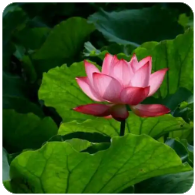 【中国联通】联通星享卡 - 29.00元/月｜180G全国流量